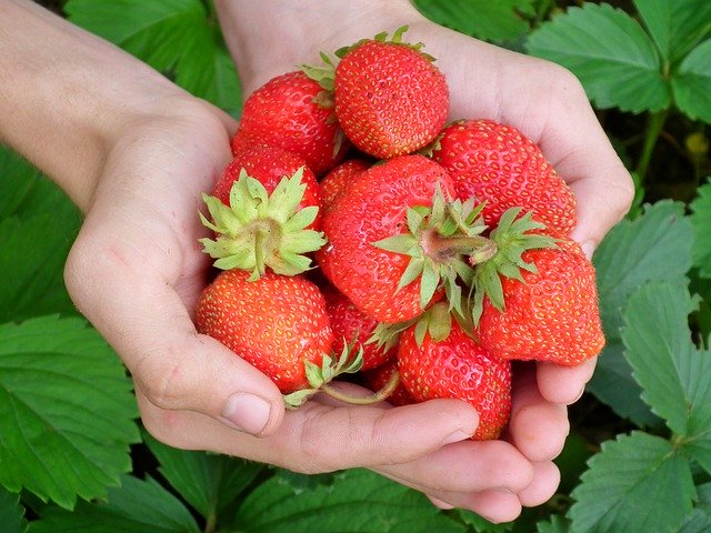 picking strawberries in strawberry fields in Germany_strawberry waffle recipe - strawberry season in Germany_my life in germany_hkwomanabroad